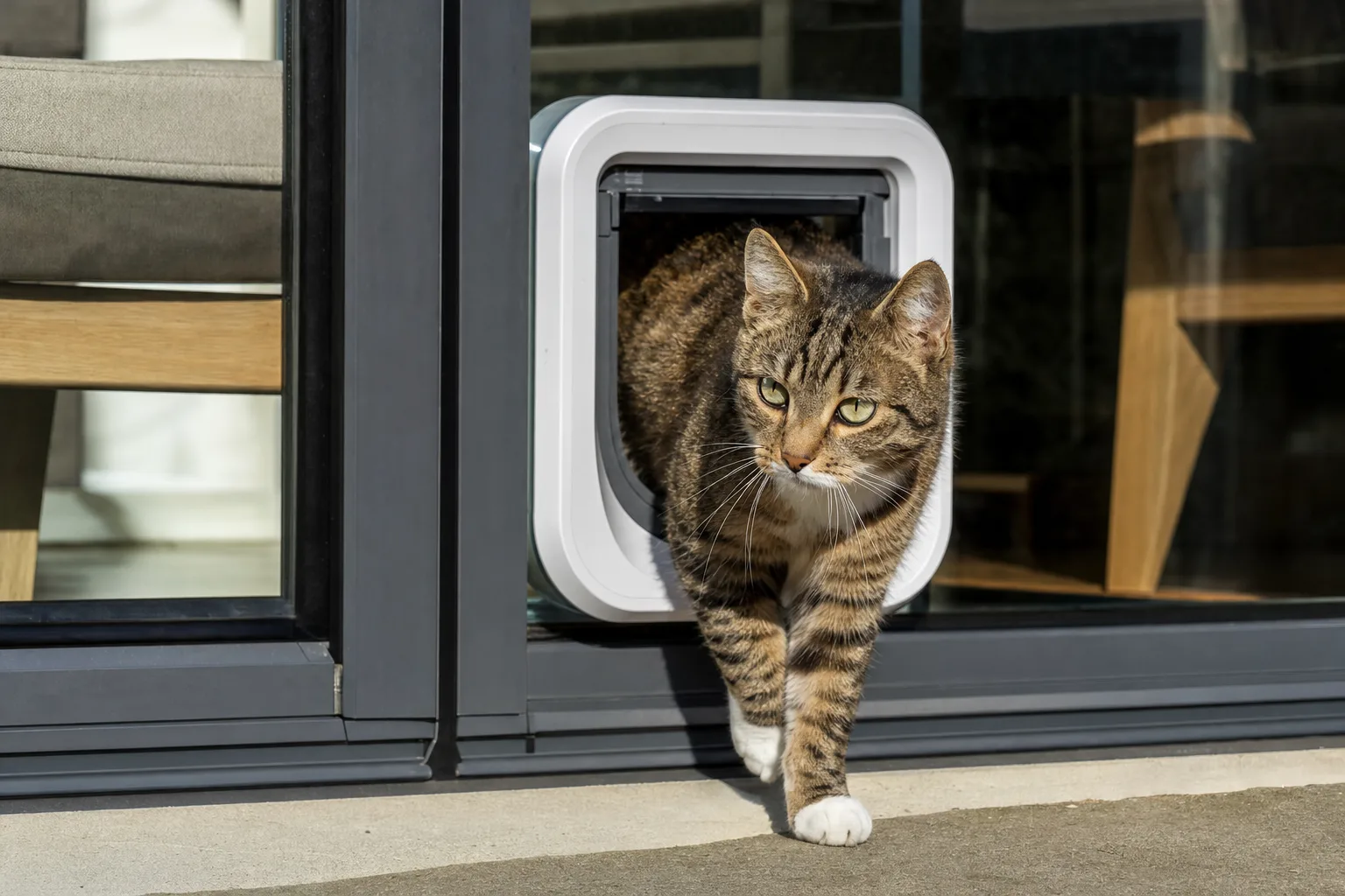 Chatière électronique ou manuelle : quel choix pour votre chat ? — Questions Fréquentes : Ce Que Vous Devez Savoir