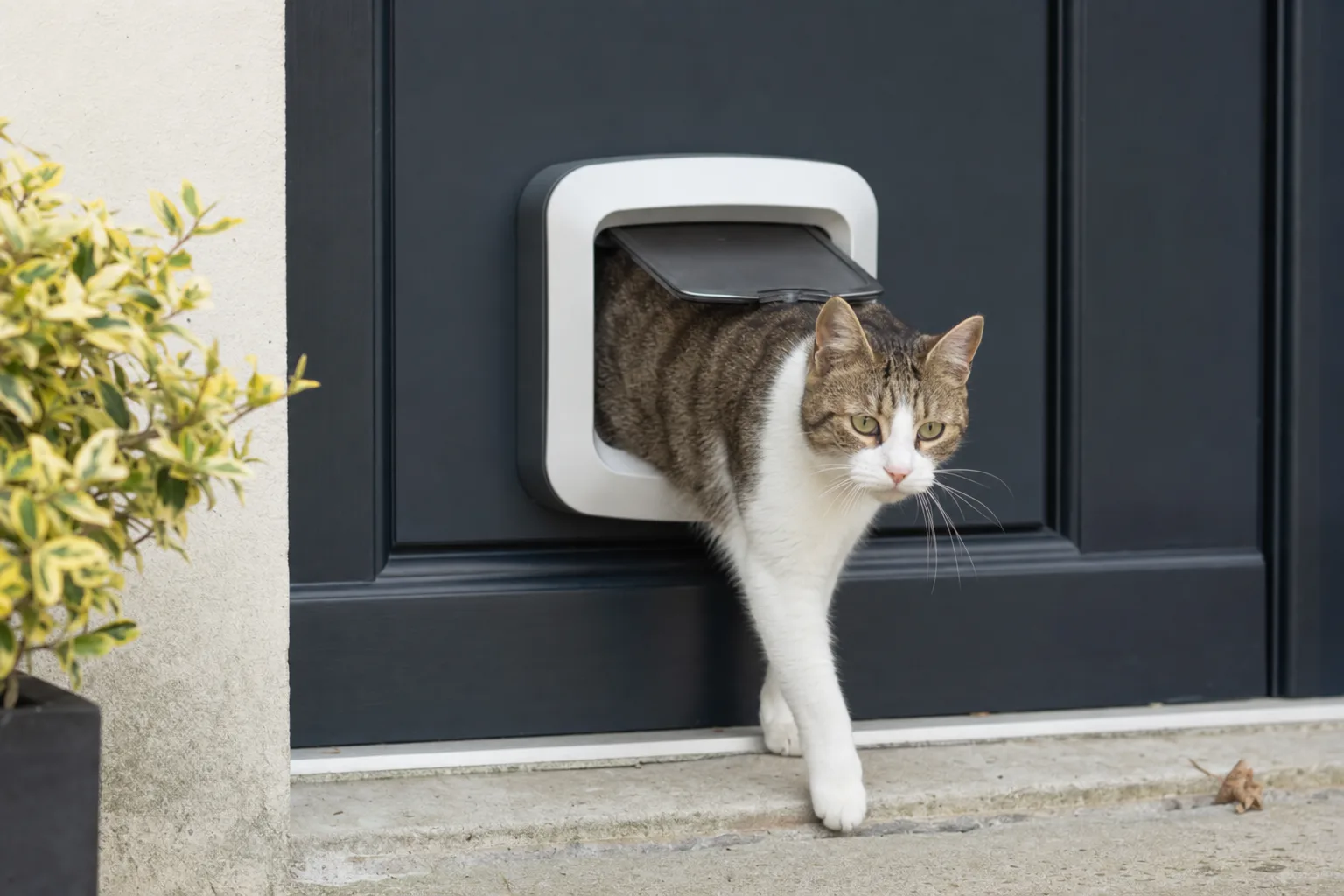 Quel modèle de chatière électronique pour une porte en verre ? — Nos recommandations : modèles plébiscités par les propriétaires de chats
