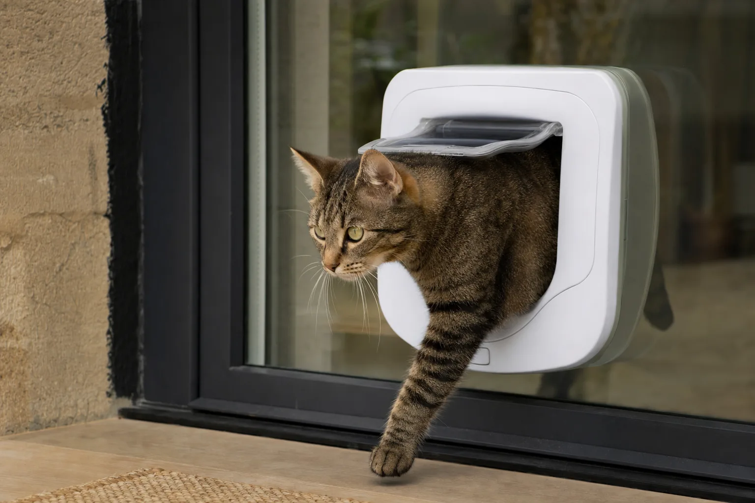 Les chatières électroniques sont-elles sûres pour votre chat ? — Les critères de sécurité à considérer avant l'achat